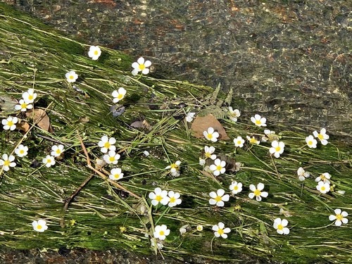 Chalk-stream Water-crowfoot (Ranunculus pseudofluitans)