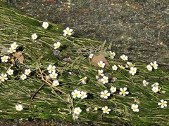 Ranunculus pseudofluitans