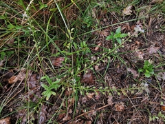 Myosotis ramosissima