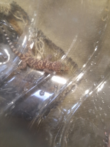 Mediterranean House Gecko