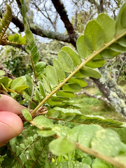 Sophora chathamica
