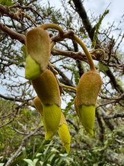 Sophora chathamica, photograph (c) Tom Beard, some rights reserved (CC BY)