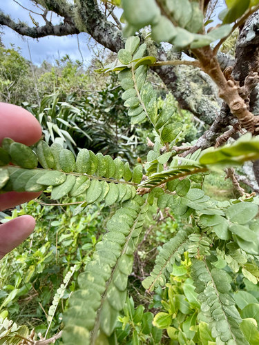 Sophora chathamica, photograph 2