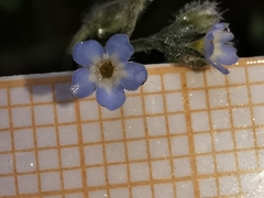 Myosotis ramosissima