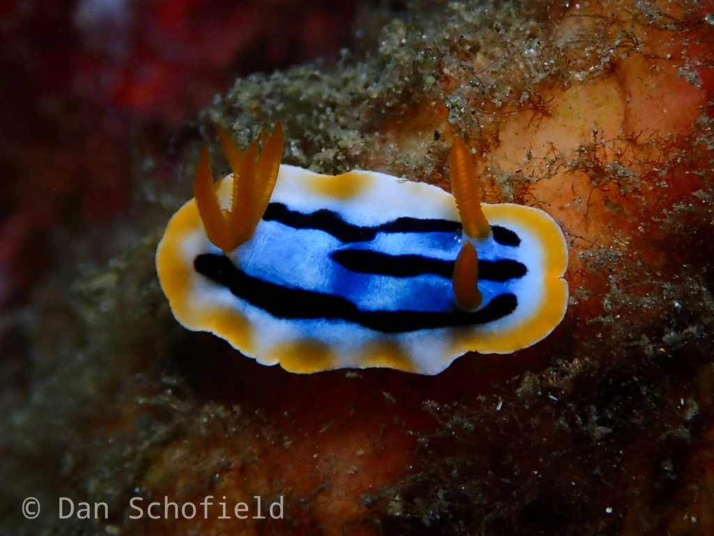 Broken-line Rainbow Dorid
