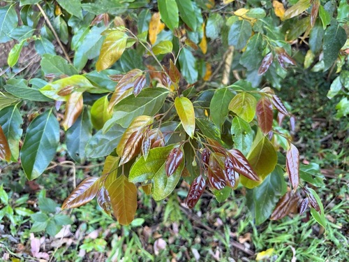 Erythroxylon observed 2026-09-15