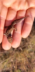 Pachydactylus affinis