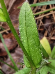 Myosotis ramosissima