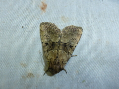 Clemathada calberlai