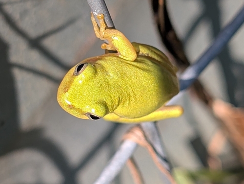 Squirrel Tree Frog