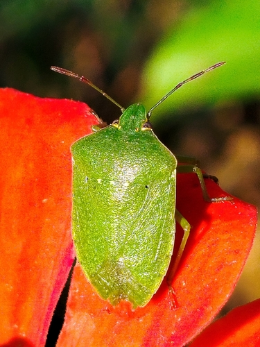 Southern Green Stink Bug