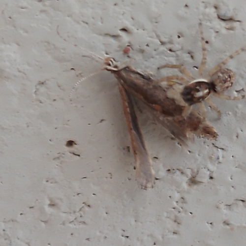 Half-edged Wall Jumping Spider