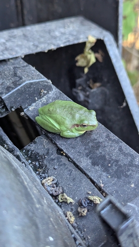 Mediterranean Tree Frog