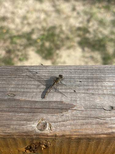 Black Meadowhawk