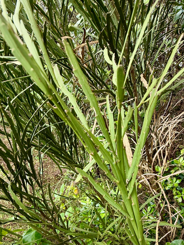 Carmichaelia australis, photograph 5