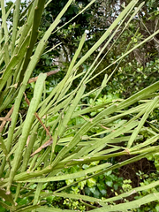 (c) Tom Beard, some rights reserved (CC BY) Carmichaelia australis, photograph (c) Tom Beard, some rights reserved (CC BY)