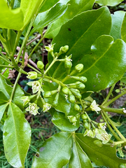 Melicope ternata