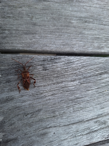 Western Conifer Seed Bug