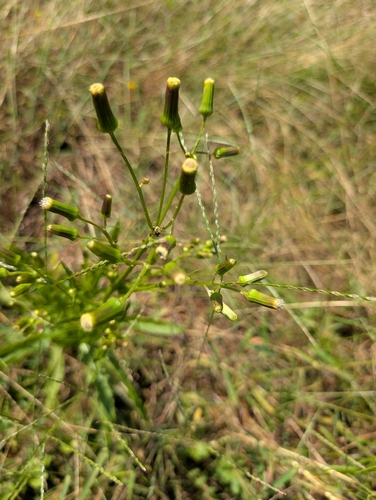 American burnweed