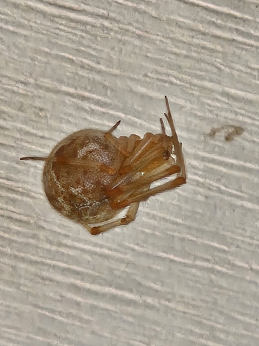 Common House Spider