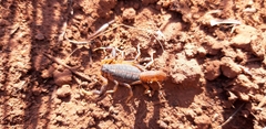Uroplectes triangulifer
