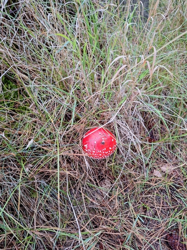 Fly Agaric