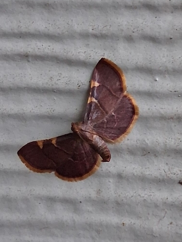 Yellow-fringed Dolichomia Moth