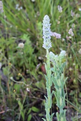 Stachys germanica
