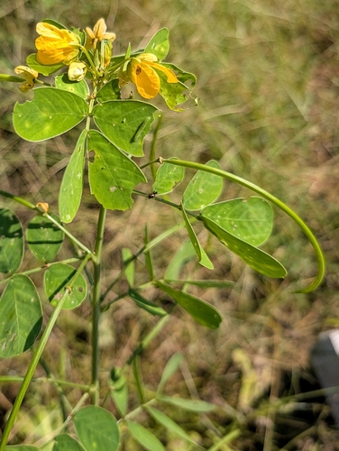 American Sicklepod