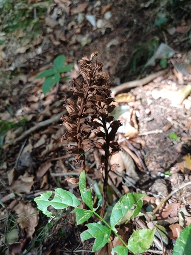 bird's-nest orchid