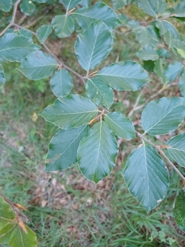 European beech