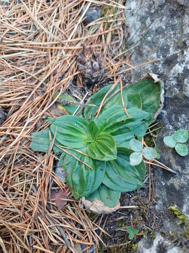 Hoary Plantain