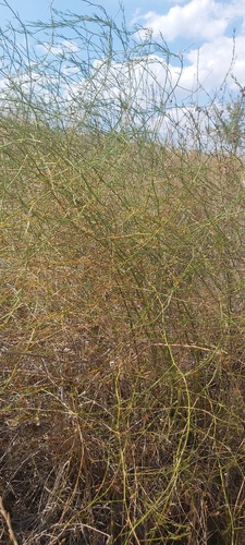 wild asparagus
