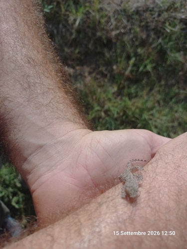 Moorish Gecko
