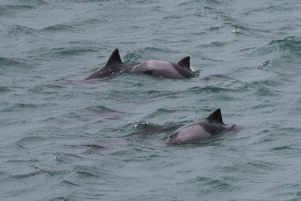 Three Heaviside's dolphins at the surface of grey-green water, each with a triangular dorsal fin
