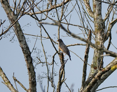 Turdus dissimilis