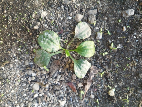 greater plantain