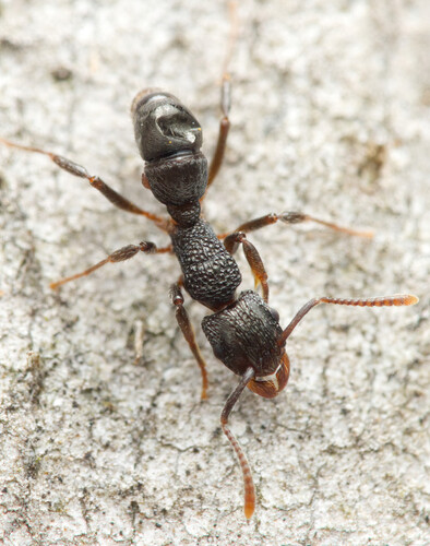 Rhytidoponera victoriae