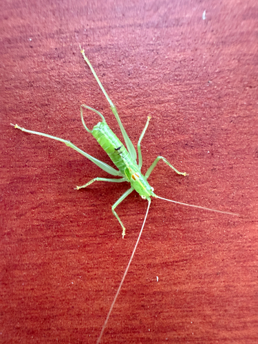 Southern Oak Bush-cricket
