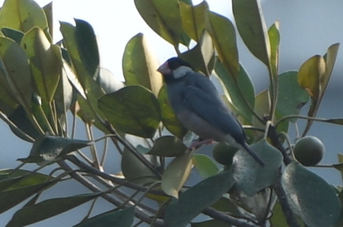 Java Sparrow