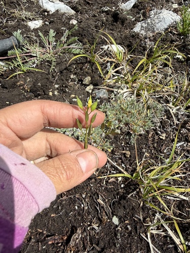 Draba incerta observed 2026-07-07