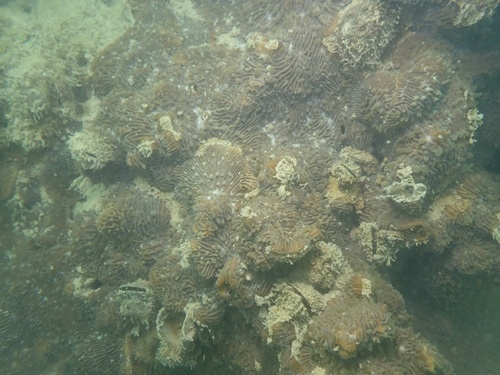 Lithophyllon undulatum observed 2026-09-15