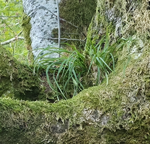 Festuca altissima observed 2026-09-13