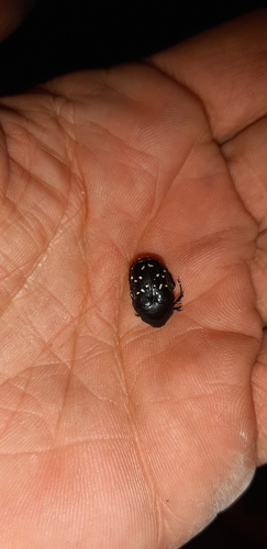 Photo of Larger Variable Fruit Chafer (Clinteroides permutans)