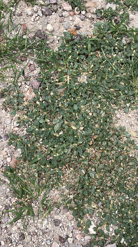 Alternanthera caracasana