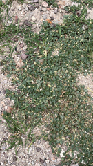 Alternanthera caracasana