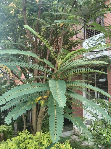 Sesbania grandiflora observed 2026-09-16