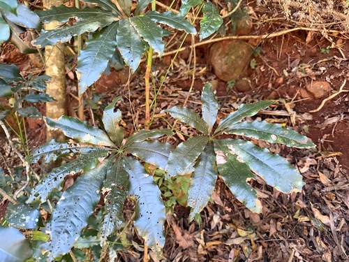 Argyrodendron actinophyllum, 2026-09-15