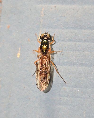 Twin-Spot Centurion Fly