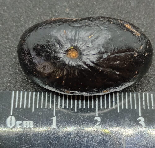 Cryptocarya corrugata, 2026-09-16